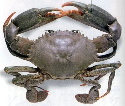 Seafood Mud Crab